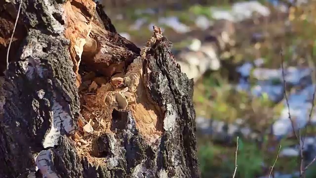 动态斧头砍木视频素材