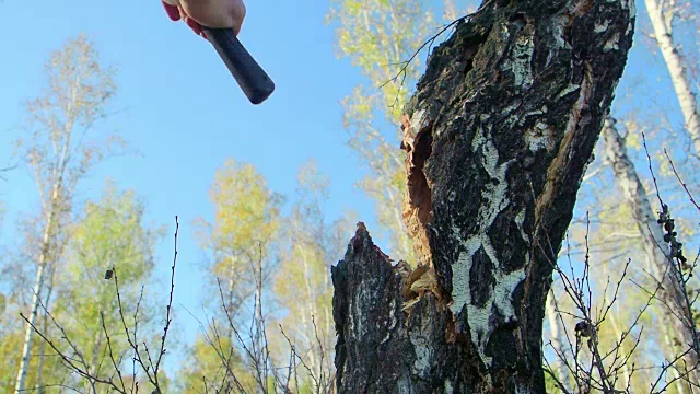 近斧在强壮的手伐木工人。樵夫在森林里砍伐树木。木片飞开了。工业和林业的概念。模糊的背景视频素材