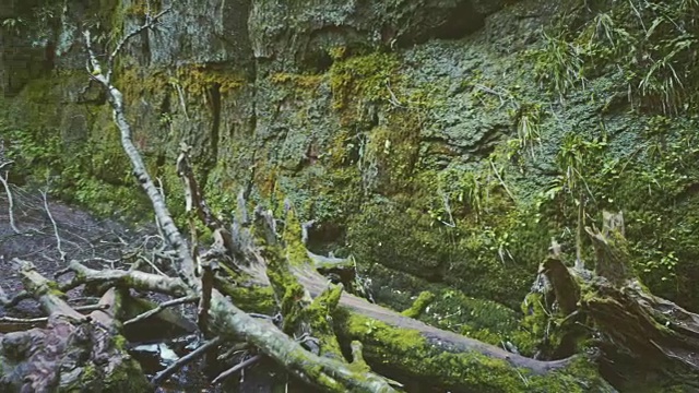 高山峡谷。长满苔藓和苔藓的岩石视频素材