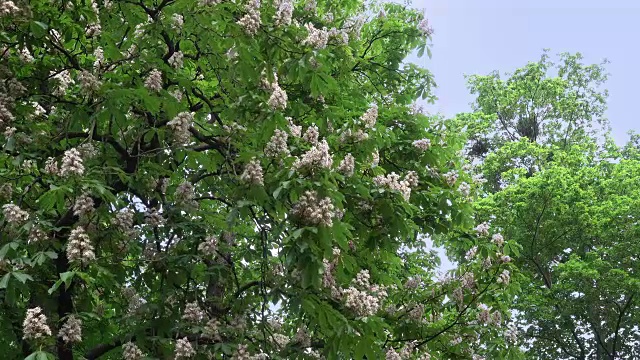 许多盛开的蜡烛在栗子上视频素材