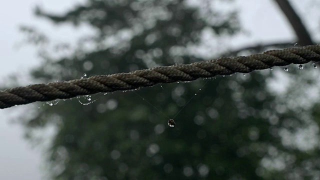 露水滴在绳子上视频素材