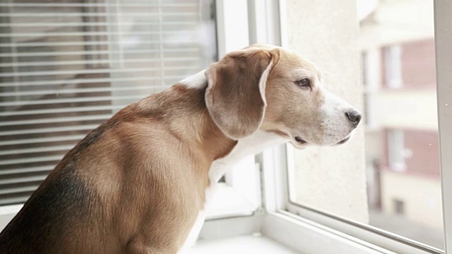 小猎犬紧张地望着外面的街道，期待着主人的到来视频素材