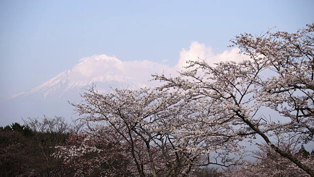 富士山上樱花盛开视频素材