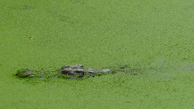 鳄鱼漂浮在湖里视频素材