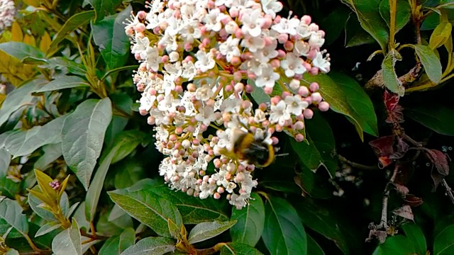 蜜蜂、黄蜂、大黄蜂在花上，慢镜头飞行，近景，为花授粉，春天来了，自然保护可持续性视频素材