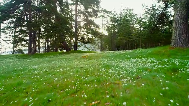 森林景观和春山晨雾视频素材