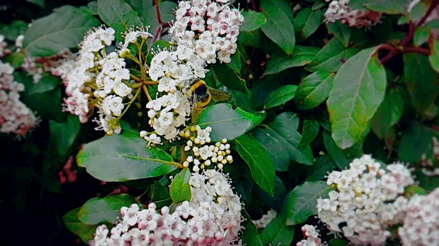 蜜蜂、黄蜂、大黄蜂在花上，慢镜头飞行，近景，为花授粉，春天来了，自然保护可持续性视频素材