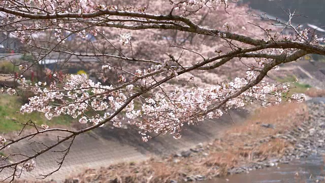 随风摇曳的樱花视频素材