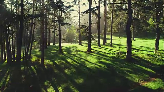 森林景观和春山晨雾视频素材