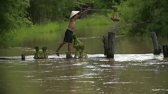 农民在雨季种植水稻。他被水和泥浸透，准备播种。视频素材