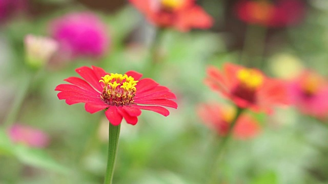 五彩缤纷的花朵在一个美丽的花园里视频素材