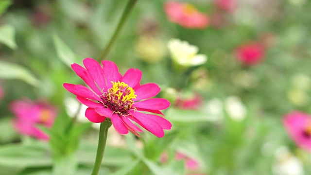 粉红色开花植物特写镜头视频素材