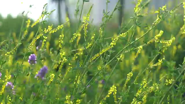 微风中的野花视频素材