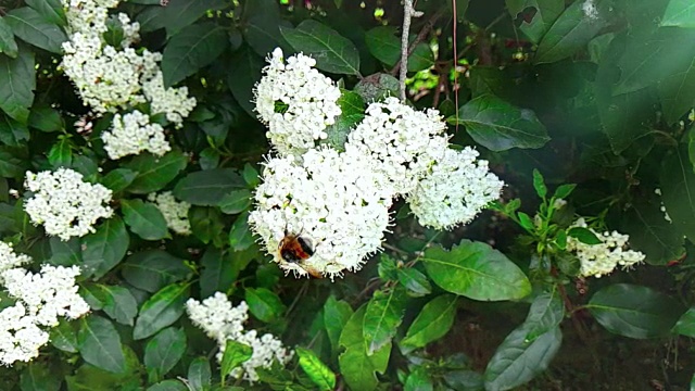 蜜蜂、黄蜂、大黄蜂在花上，慢镜头飞行，特写镜头，为花授粉，春天来了，自然保护可持续的理念视频素材