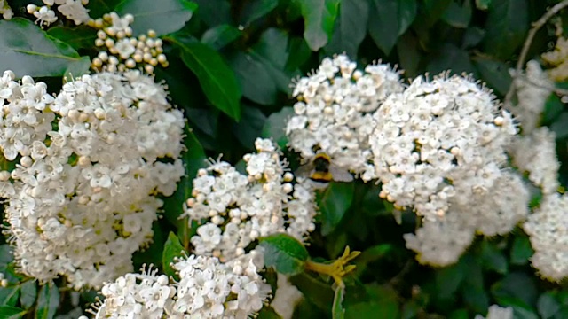 蜜蜂、黄蜂、大黄蜂在花上，慢镜头飞行，特写镜头，为花授粉，春天来了，自然保护可持续的理念视频素材