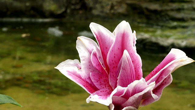 美丽的百合花在花园里视频素材