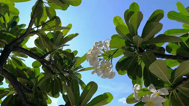 泰国春武里西昌岛海滩旁的鸡蛋花。视频素材