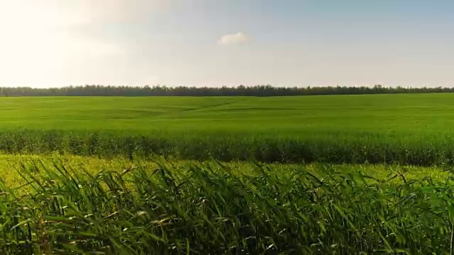 夏日绿油油的绿地全景视频素材