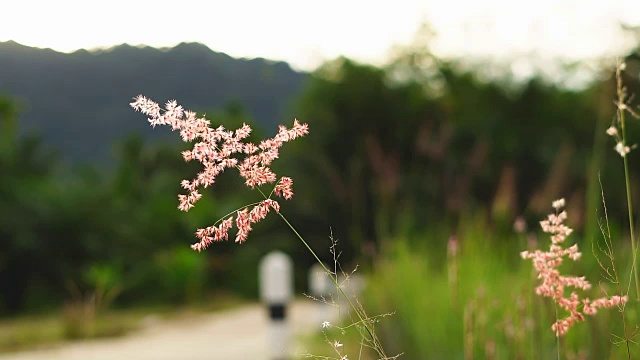 山草花日落风。视频素材