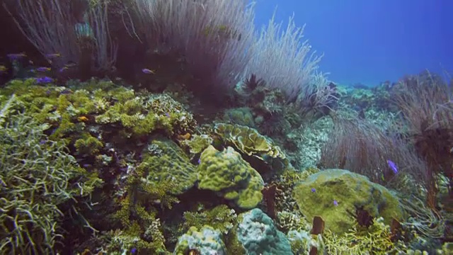 海浪拍打着珊瑚礁视频素材