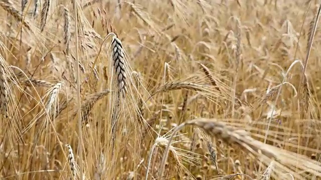 麦田里金色的小麦谷物植株上的风特写视频素材