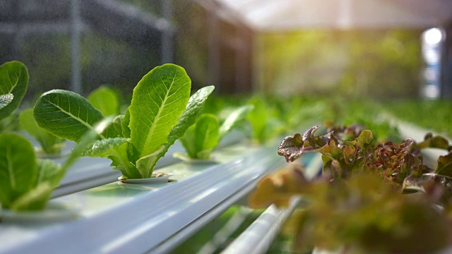 现代蔬菜农场，水施普林格，喷灌水培有机蔬菜农场。视频素材