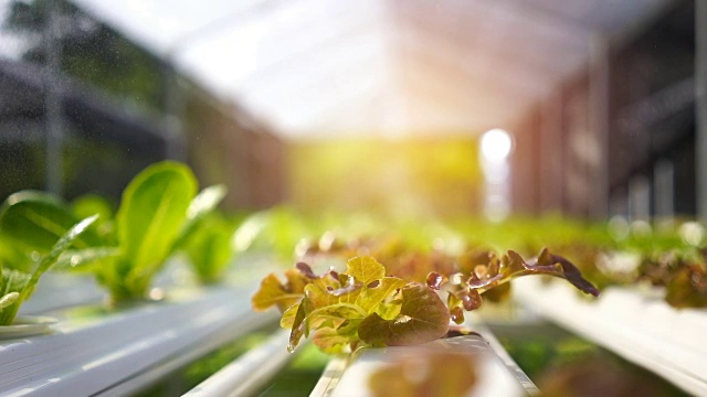 现代蔬菜农场，水施普林格，喷灌水培有机蔬菜农场。视频素材