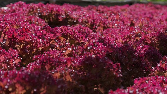 蔬菜田红栎叶生菜水培视频素材