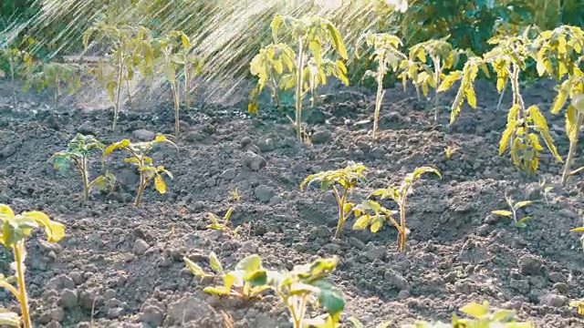 花园里的西红柿苗用水管浇水。不同的水滴落在秧苗上视频素材