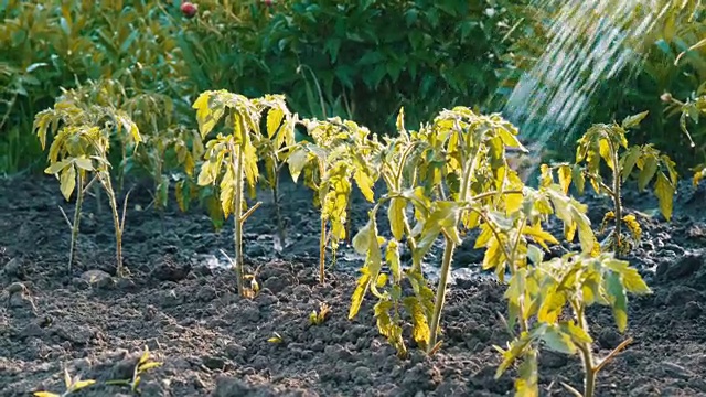 花园里的西红柿苗用水管浇水。不同的水滴落在秧苗上视频素材