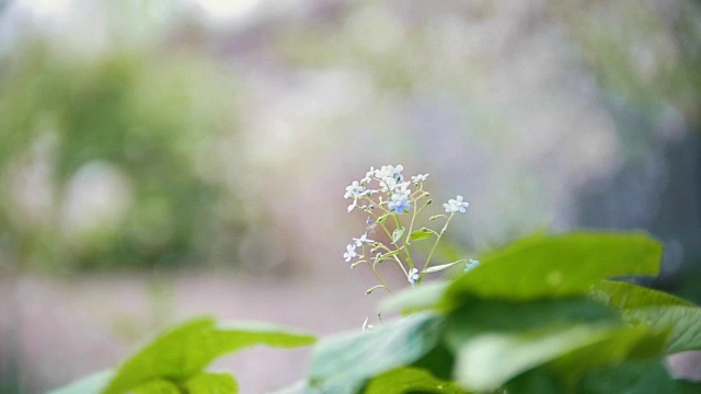 樱花落花的背景，模糊，慢镜头视频素材