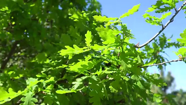 阳光下嫩绿的橡树叶视频素材