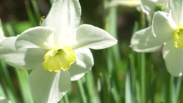 花园里的水仙花特写。4 k视频素材