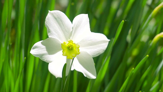 花园里的水仙花特写。4 k视频素材