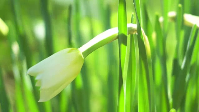 花园里的水仙花特写。4 k视频素材