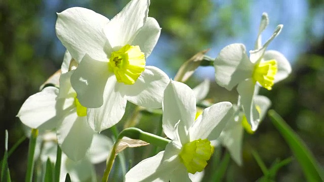 花园里的水仙花特写。4 k视频素材