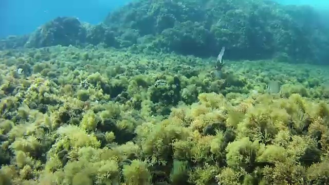 在暗礁中游泳的帝王鲷鱼-在地中海潜水视频素材