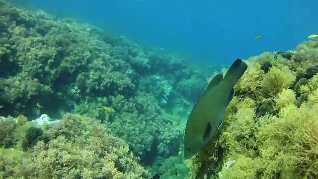 在暗礁中游泳的濑鱼。地中海潜水视频素材