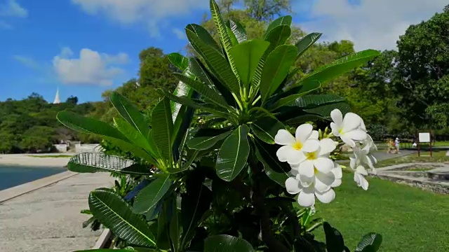 泰国春武里西昌岛海滩旁的鸡蛋花。视频素材