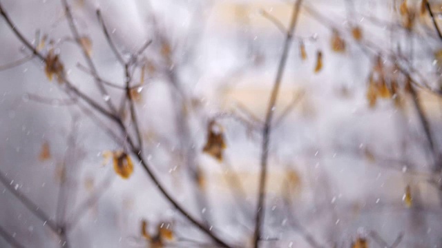 晚秋飘落的雪花和凋零的树木视频素材