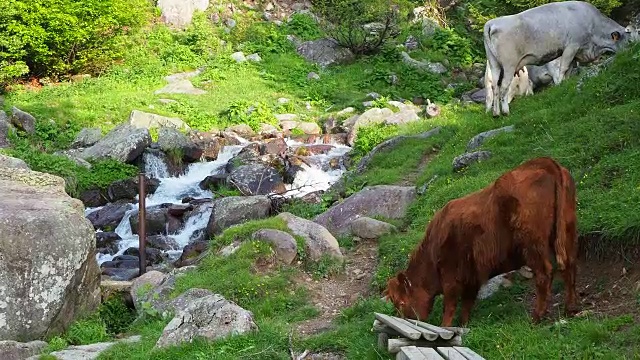 在高山草地上吃草的一群野牛。意大利阿尔卑斯山。意大利视频素材