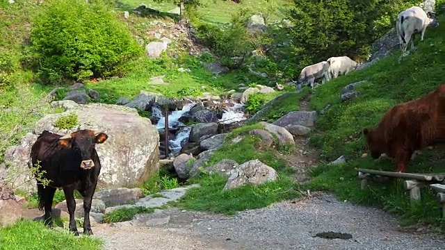 在高山草地上吃草的一群野牛。意大利阿尔卑斯山。意大利视频素材