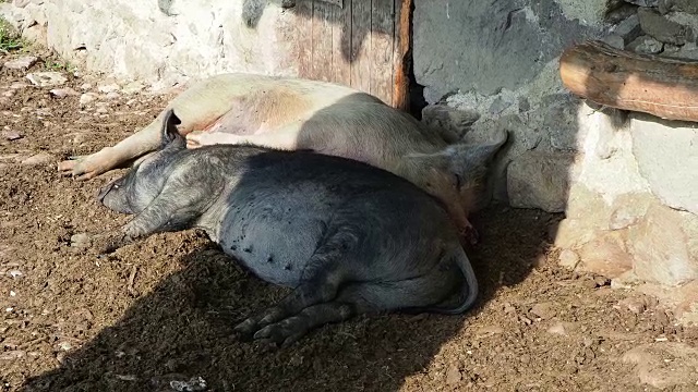 野猪睡在山中农舍的门廊下视频素材