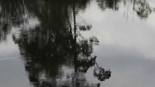 雨中的水仙河视频素材