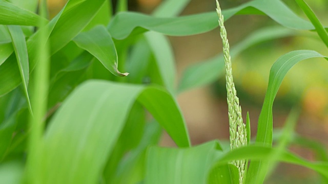 草地上雨滴的特写镜头视频素材