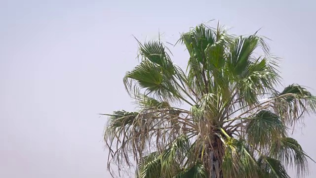 棕榈树在蓝天的背景。视频素材