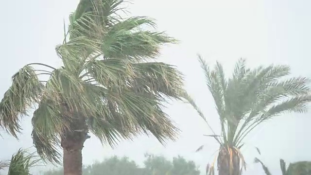 棕榈树在热带风暴的强风中摇曳。飓风暴雨。强热带风暴视频素材