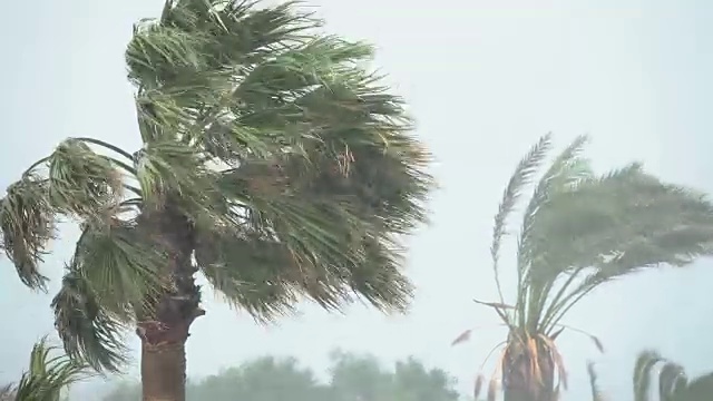 棕榈树在热带风暴的强风中摇曳。飓风暴雨。强热带风暴视频素材