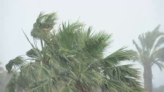 棕榈树在热带风暴的强风中摇曳。飓风暴雨。强热带风暴视频素材