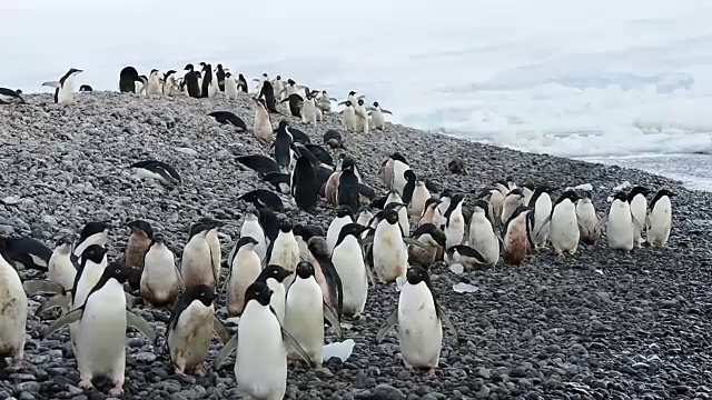 阿德利企鹅在海滩上散步视频素材